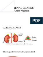 Adrenal Glands Q