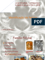 Identificação de Felinos