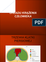 Anatomia Układ Krążenia Budowa