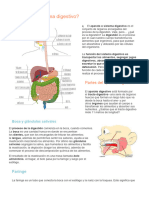 El Sistema Digestivo 2023