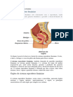 Órgãos Do Sistema Reprodutor Feminino