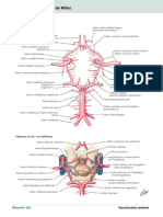 Cercle Artériel Du Cerveau (De Willis)