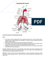 AnaPhy of The Respiratory System