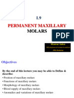 L9 Morphology of Maxillary Molars