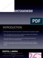 Odontogenesis: Presented by Bijeta Gurung 12th Batch B.D.S 485