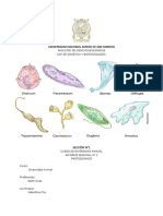 Informe 2 Div. Animal