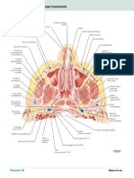 Nez Et Sinus Maxillaire Coupe Transversale