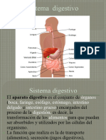 3..sistema Digestivo