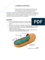 Las Organelas de La Energía Celular