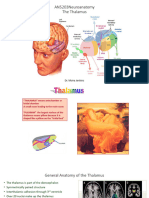 AN5203 Thalamus