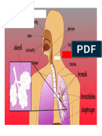 Respiratory System