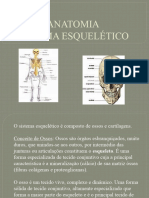 Anatomia Sistema Esqueletico