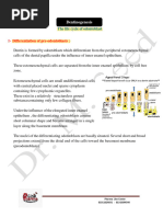 Dentinogenesis Asr 3eny New PDF 2023