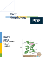 Plant Morphology and Anatomy