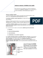 Irrigación Del Cuello