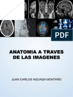 Anatomia Vertical