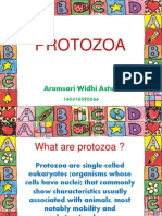 Protozoa