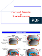 Pharyngeal Apparatus