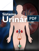 11 - Sistema Urinário