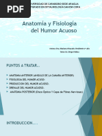 Fisiologia Del Ha, Anatomia Posterior, Do y CFN