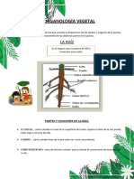 Organología Vegetal