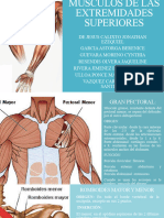 Musculos de Las Extremidades Superiores Bi