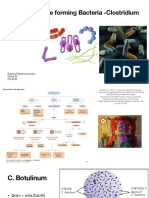 Clostridium Presentation