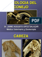 Osteologia Del Conejo