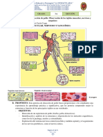 PRACTICA N 04 Diseccion de Pollo Observacion de Los Tejidos Muscular Nervioso y Sanguineo