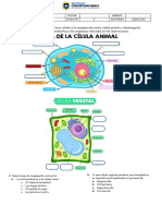 GUIA 3 - CELULA Y TEJIDOS Judy