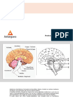 Slides 04 - Neuroanatomofisiologia