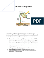 La Circulación en Plantas