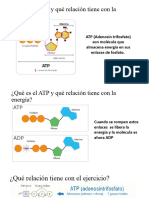 Expocición Fisiologia ATP y Unidad Motora