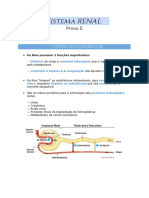 Sistema Renal 1