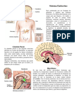 Sistema Endocrino, Nervioso y Linfatico