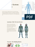 The Nervous System An Overview