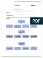 Cuadrantes Del Abdomen y Peritoneo