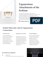 Ligamentous Attachments of The Ischium