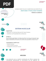 Semana 2, Sistema Muscular