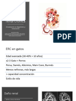 Enfermedad Renal Cronica