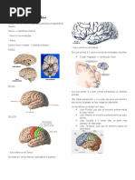 Anatomia Do Cérebro