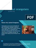 About Orangutans