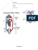 Ciclo Mayor y Ciclo Menor Fisiología y Bioquímica 