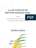 Sacral Plexus