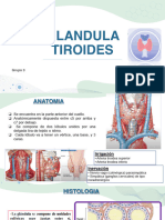 Seminario Tiroides - 050028 - 100825