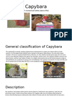 Capybara