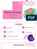 Diapositivas Clase Nucleo