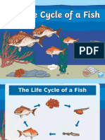 Roi T 20162984 Life Cycle of A Fish Powerpoint English Ver 1