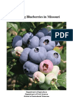 Growing Blueberries