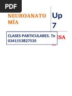 Anatomia Sistema Nervioso